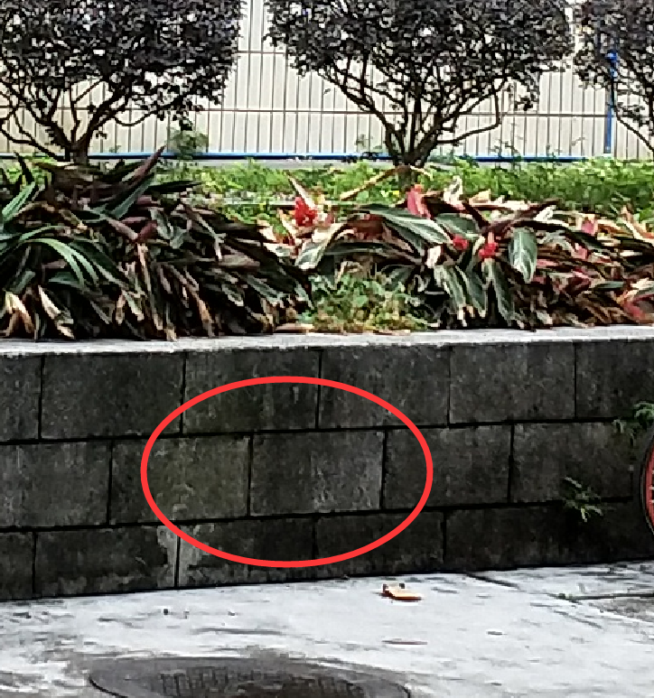 毛石
