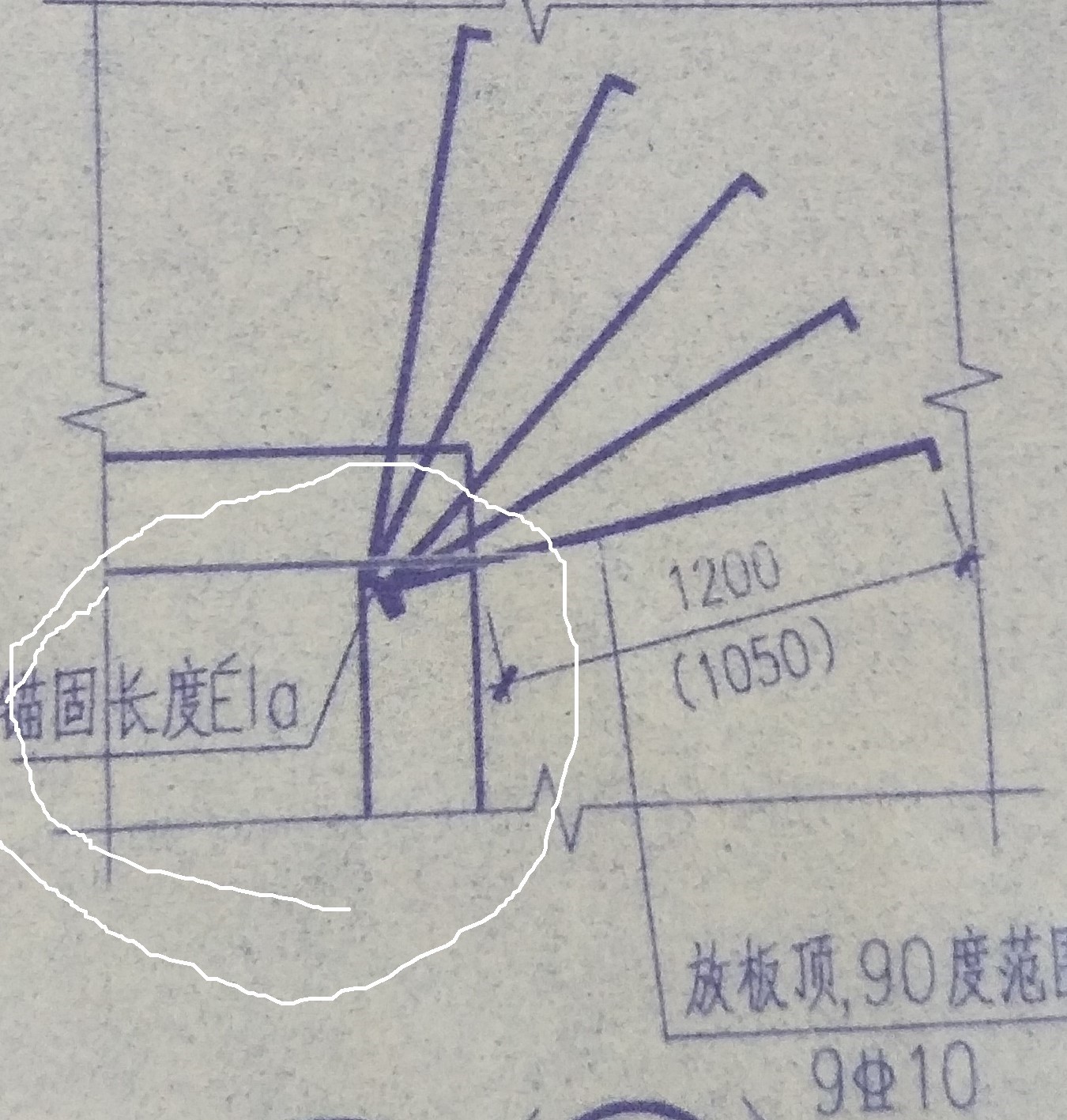 放射筋