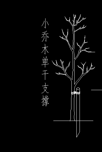 喬木