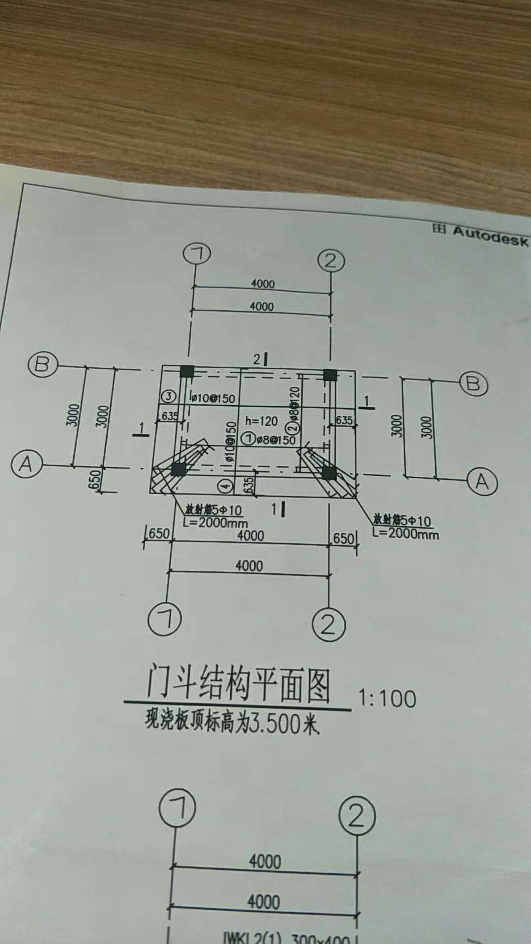 放射筋