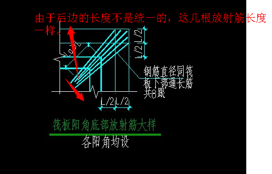 放射筋长度