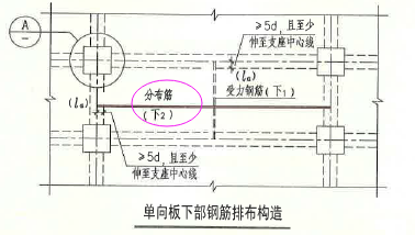 分布筋