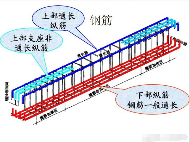 分布筋