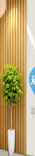龍骨