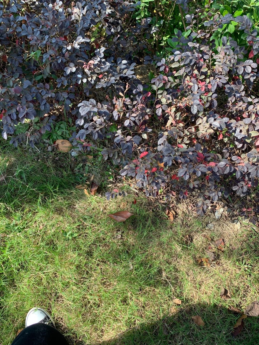 園林綠化