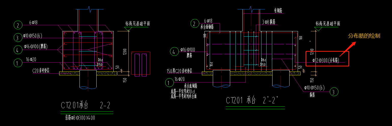 分布筋