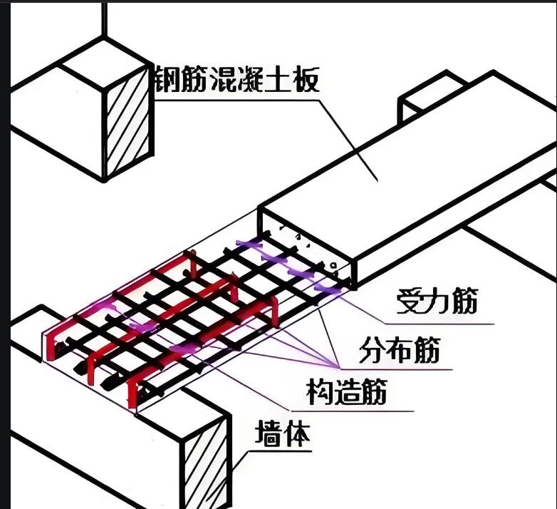 分布筋