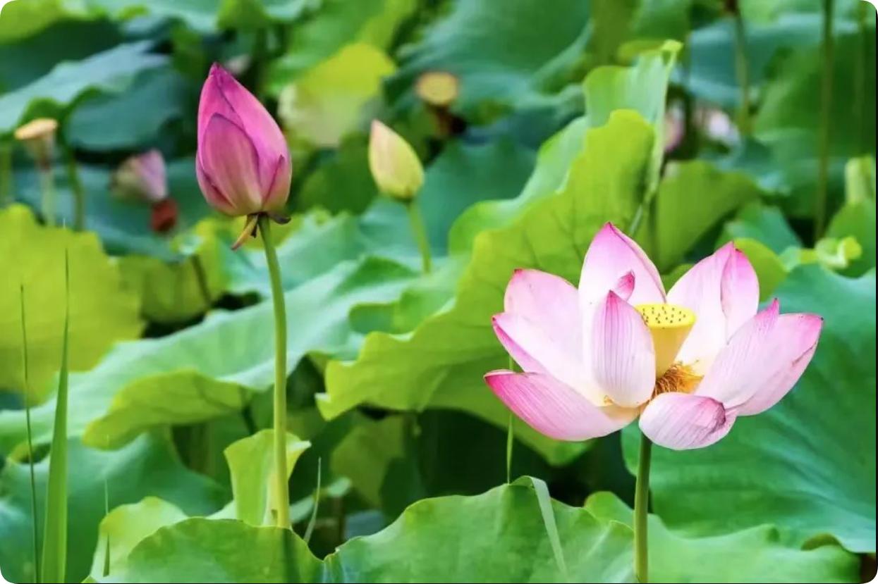 淺談《24版清單計(jì)價(jià)標(biāo)準(zhǔn)》3.5.1條關(guān)于投標(biāo)報(bào)價(jià)澄清或說(shuō)明規(guī)定的合法性