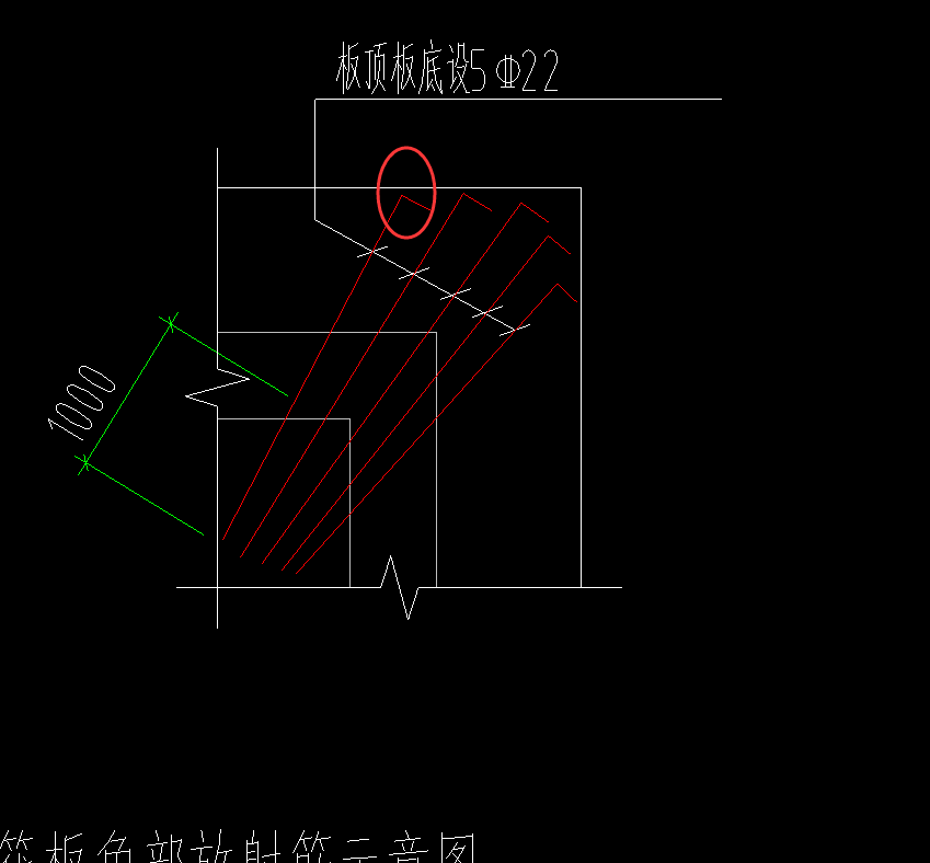 放射筋