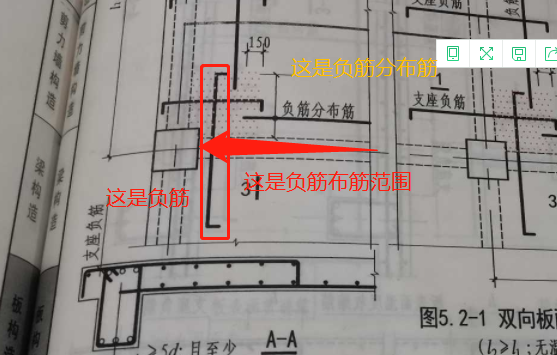 分布筋