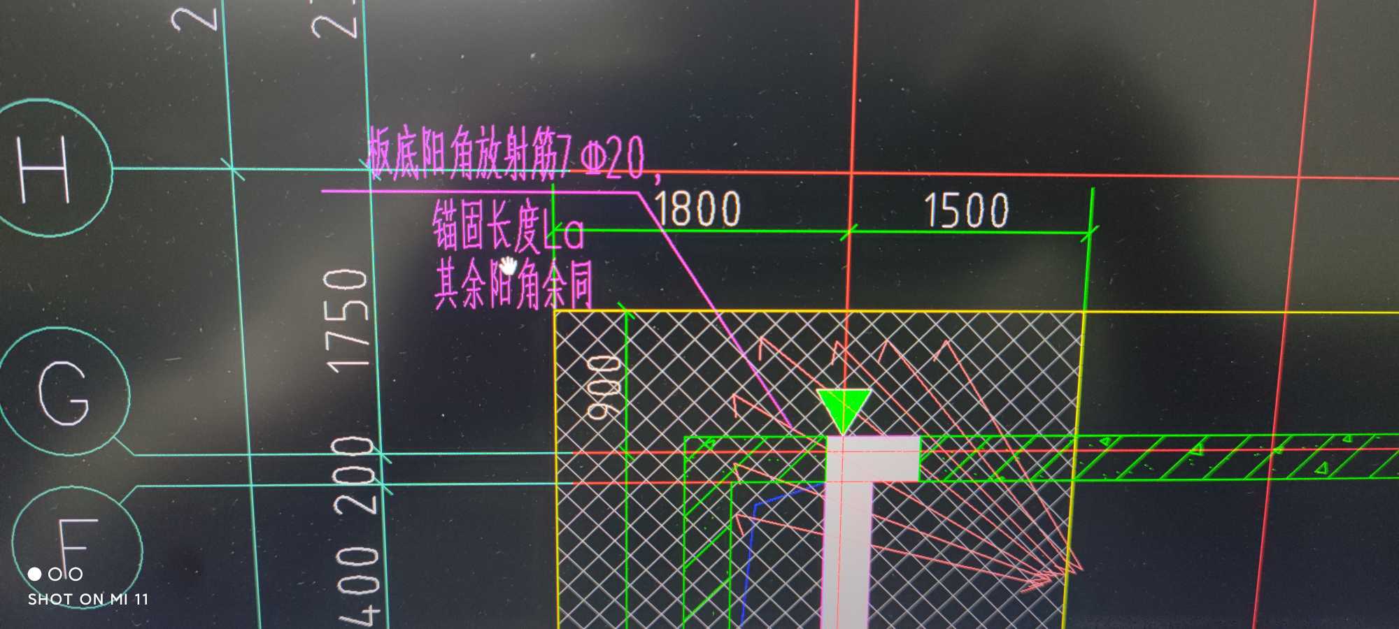 放射筋