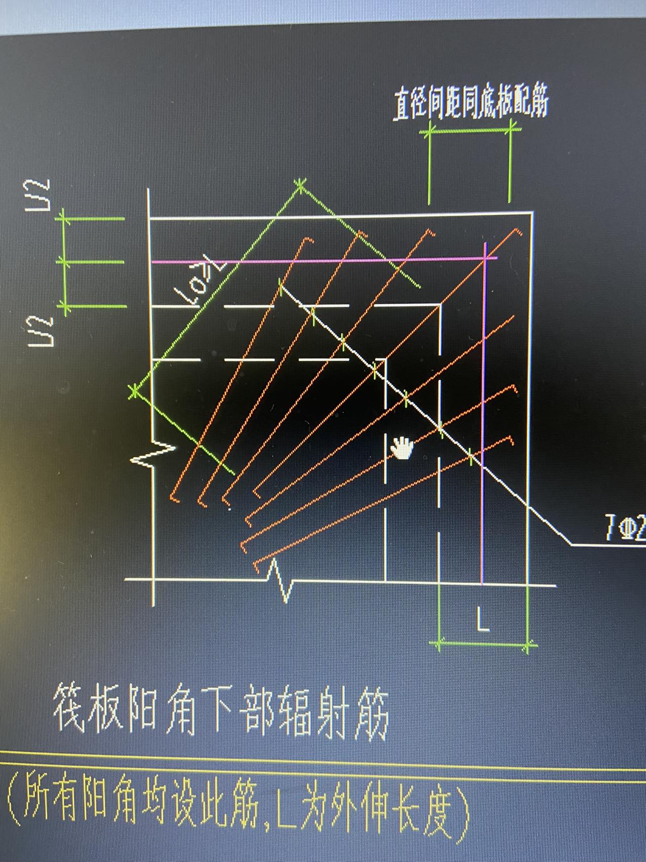 放射筋