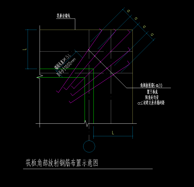 放射筋