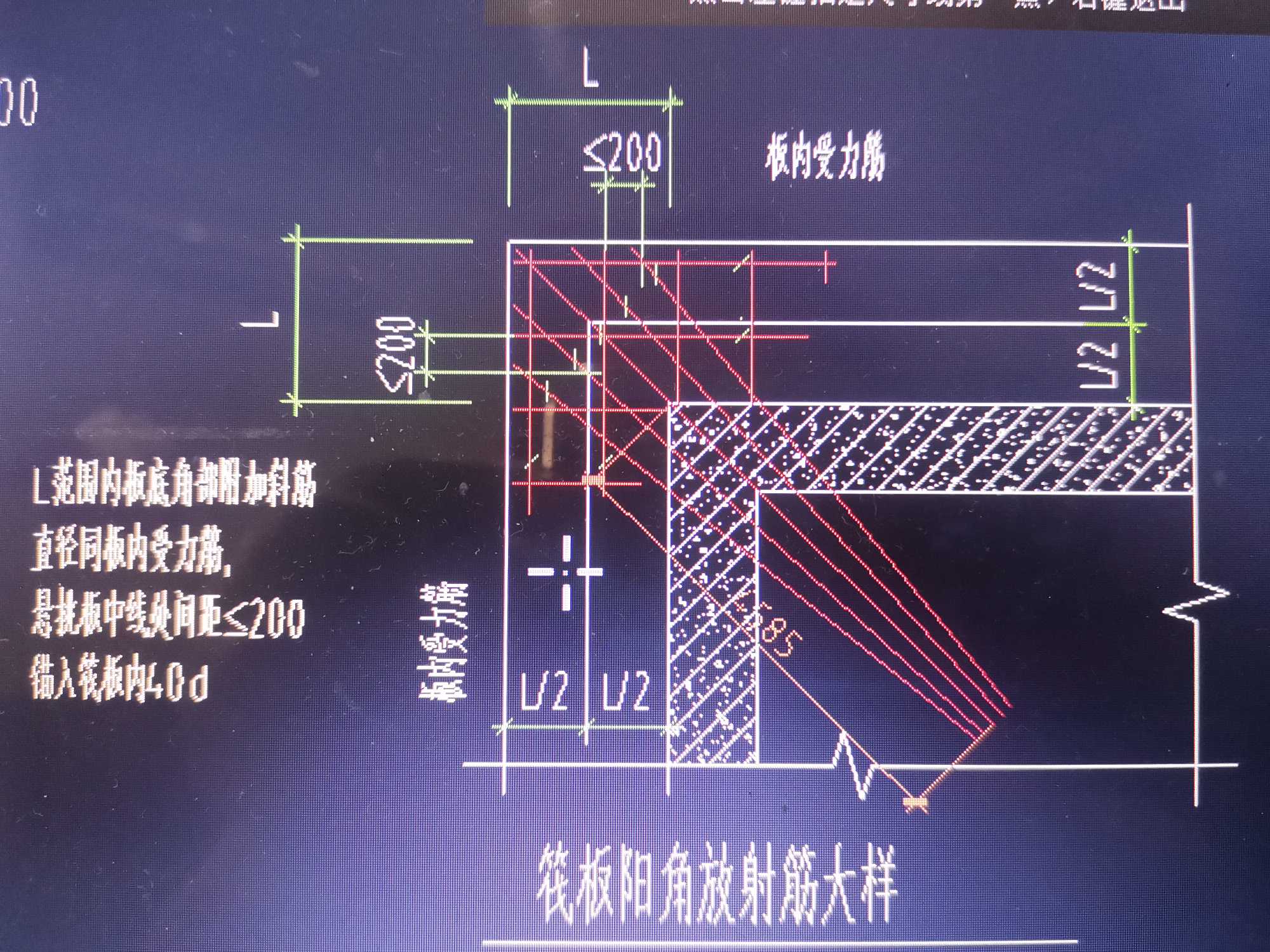 放射筋