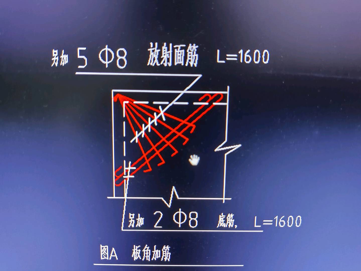 放射筋