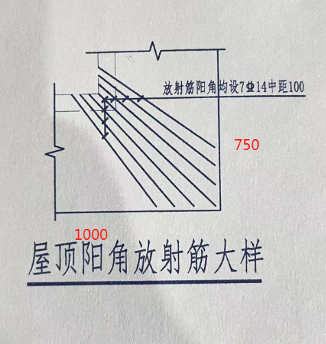 放射筋