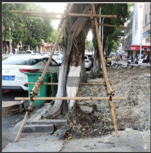 树池