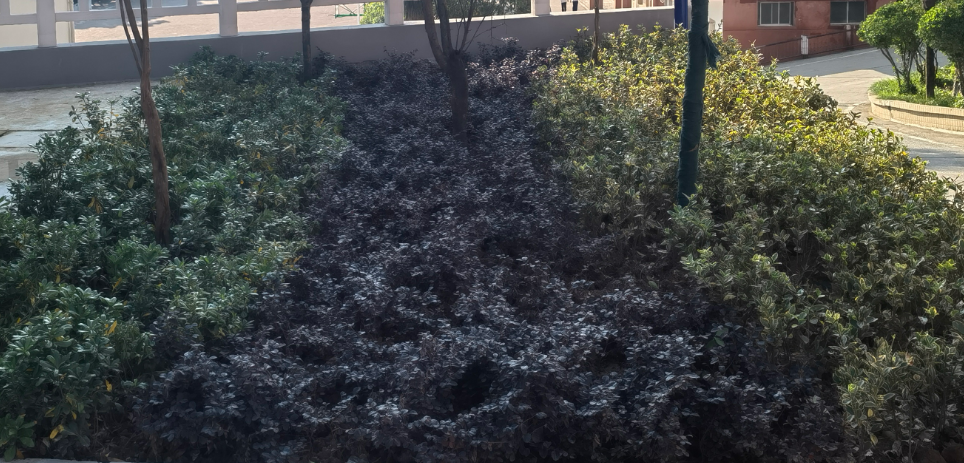 答疑：这个紫色的绿化是什么品种