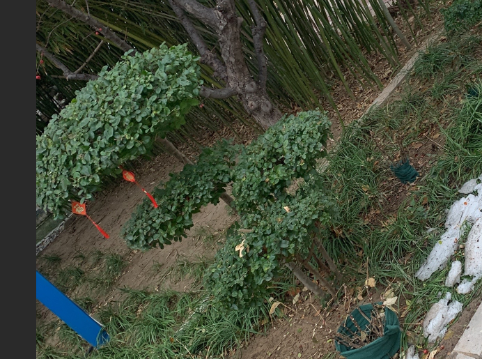 答疑：这种苗木需要草绳绕树干和树木支撑吗？