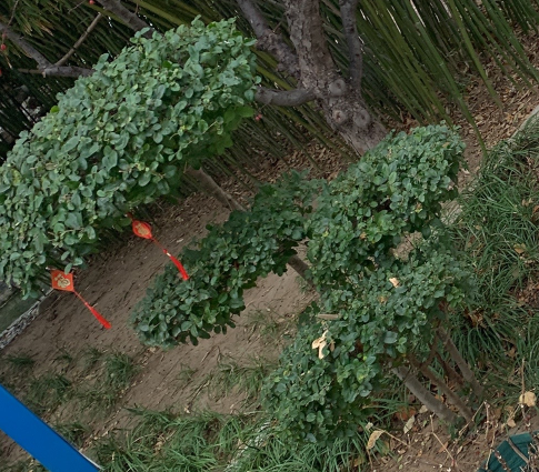 答疑：这种苗木移栽需要草绳绕树干和树木支撑吗？